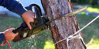 Reliable Port Allegany, PA Tree Care Solutions