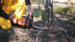 Professional Tree Care in Port Allegany, PA