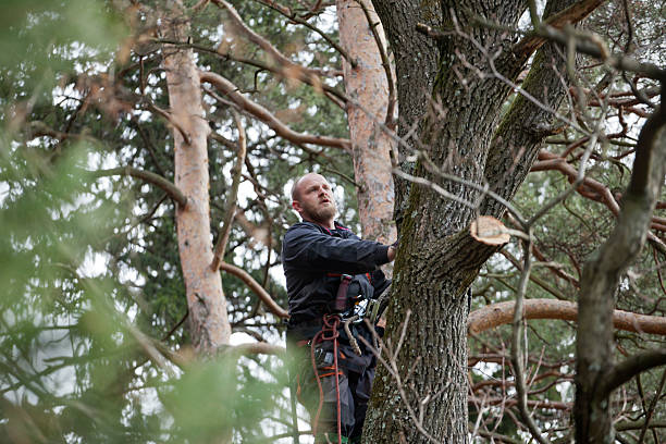 Best Tree Mulching  in Port Allegany, PA