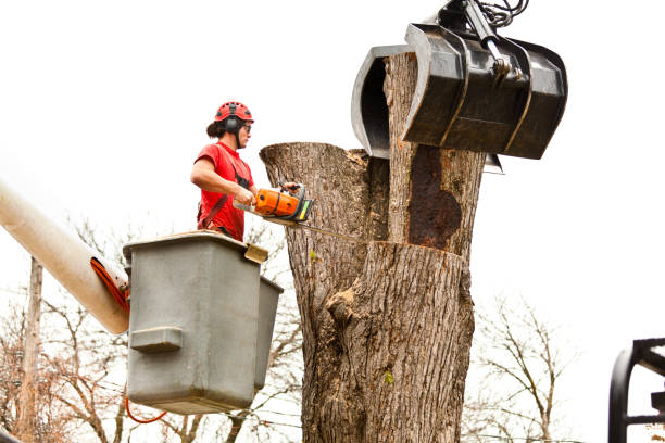Best Aeration Services  in Port Allegany, PA